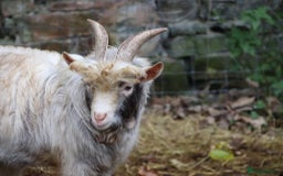 Goats livestock for sale: Buckling unregistered ready to work in Wrexham - Image 3