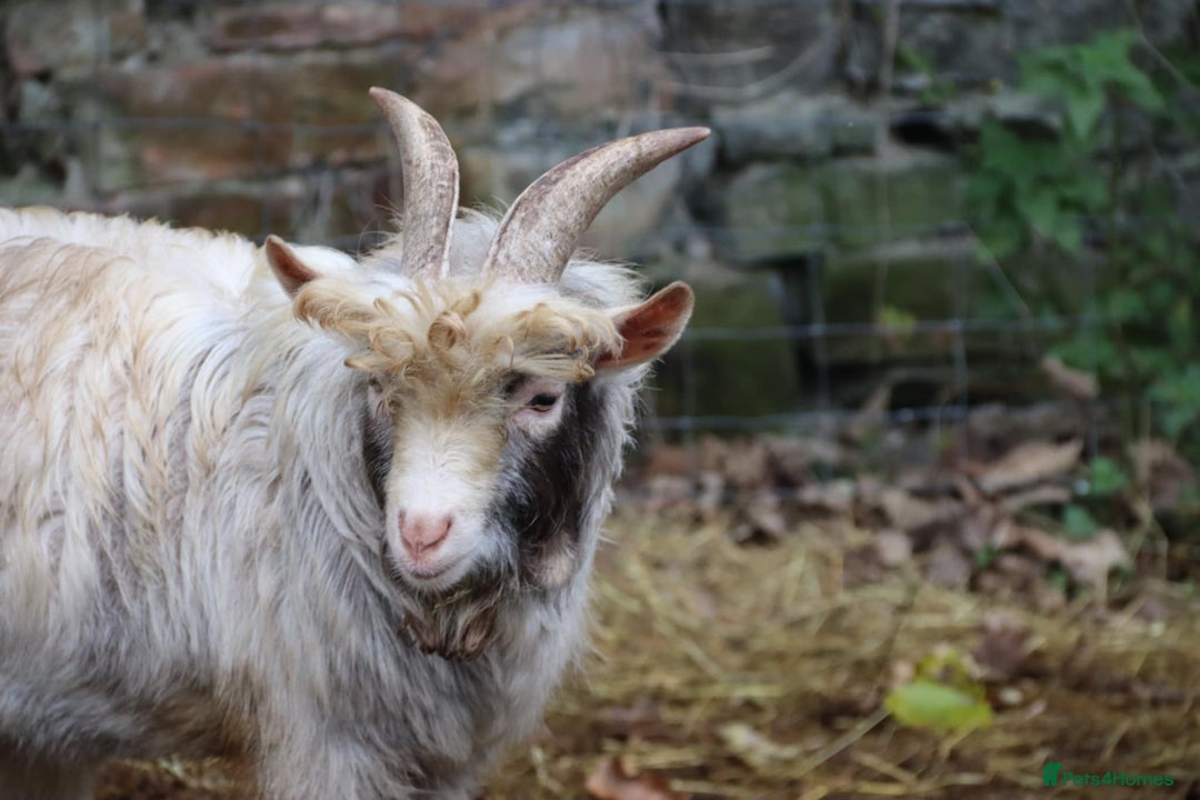 Goats livestock for sale: Buckling unregistered ready to work in Wrexham - Image 3