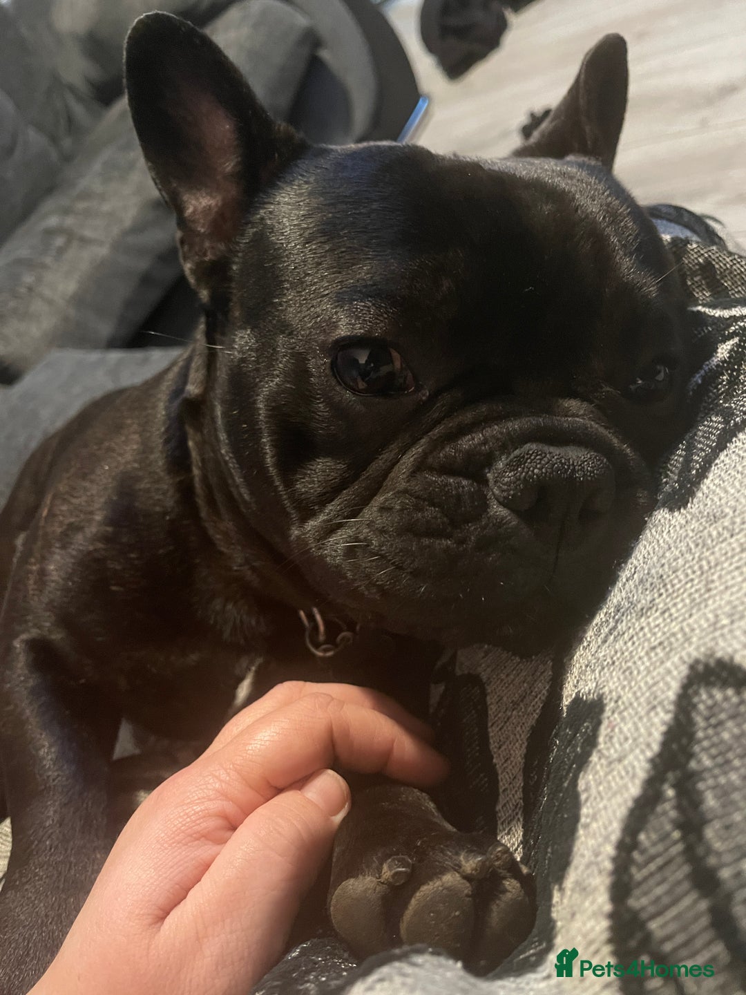 French Bulldog dogs for sale: Rocco  - Image 5