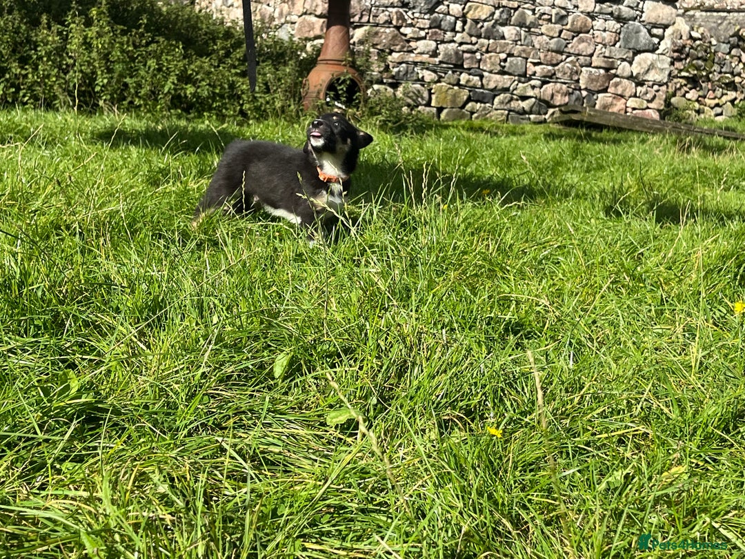 Border Collie dogs for sale: 4 border collie males looking for forever homes  - Image 27