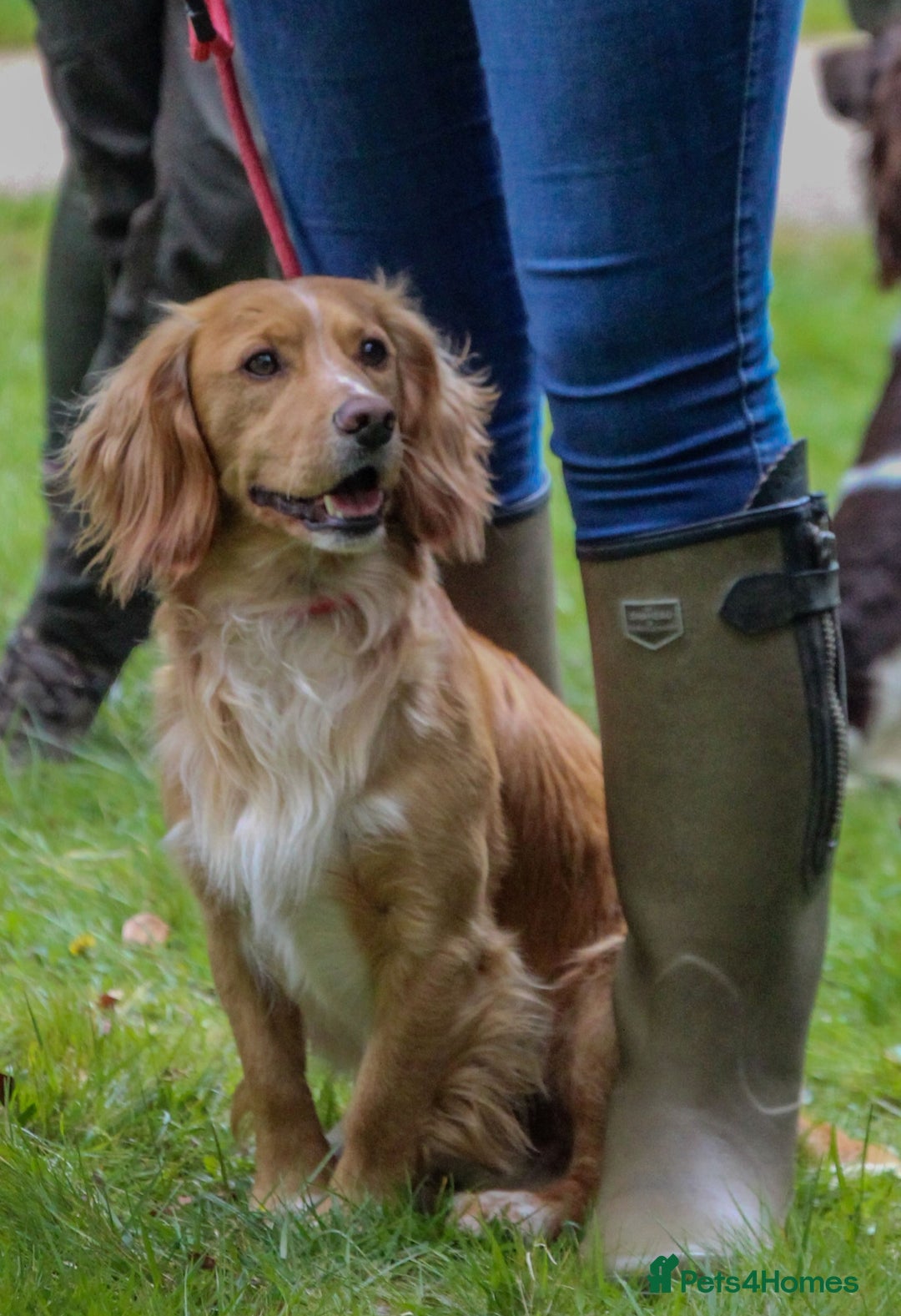 Cocker Spaniel dogs for stud: Stunning KC Working Cocker Spaniel at stud - Advert 3