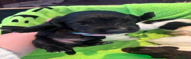 Cocker Spaniel 3
