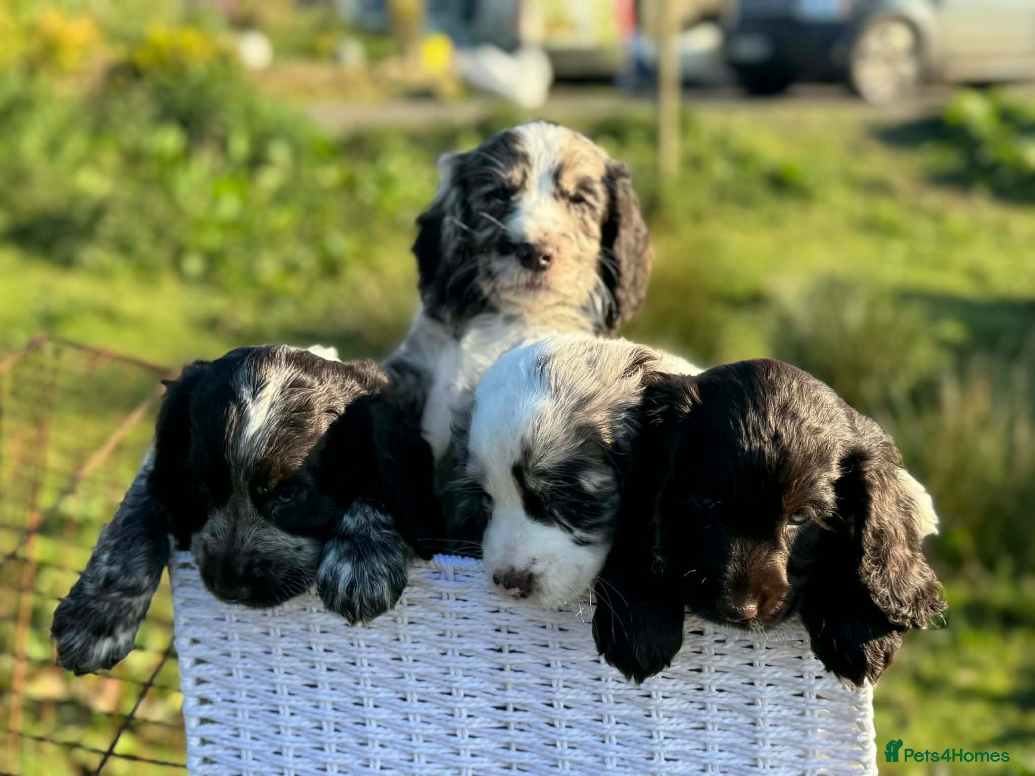 Cocker Spaniel dogs Gorgeous Cocker pups for sale - Advert 5