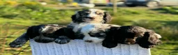 Cocker Spaniel dogs for sale: Gorgeous Cocker pups for sale, 1 girl left - Advert 6