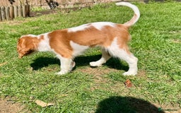 Cavalier King Charles Spaniel dogs for sale: CAVALIER KING CHARLES PUPPY – KC REG & DNA TESTED - Image 7