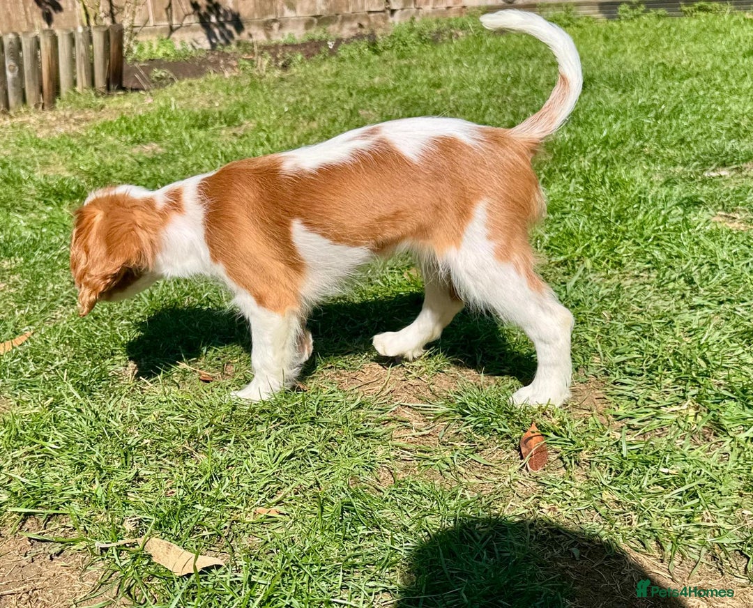 Cavalier King Charles Spaniel dogs for sale: CAVALIER KING CHARLES PUPPY – KC REG & DNA TESTED - Image 7