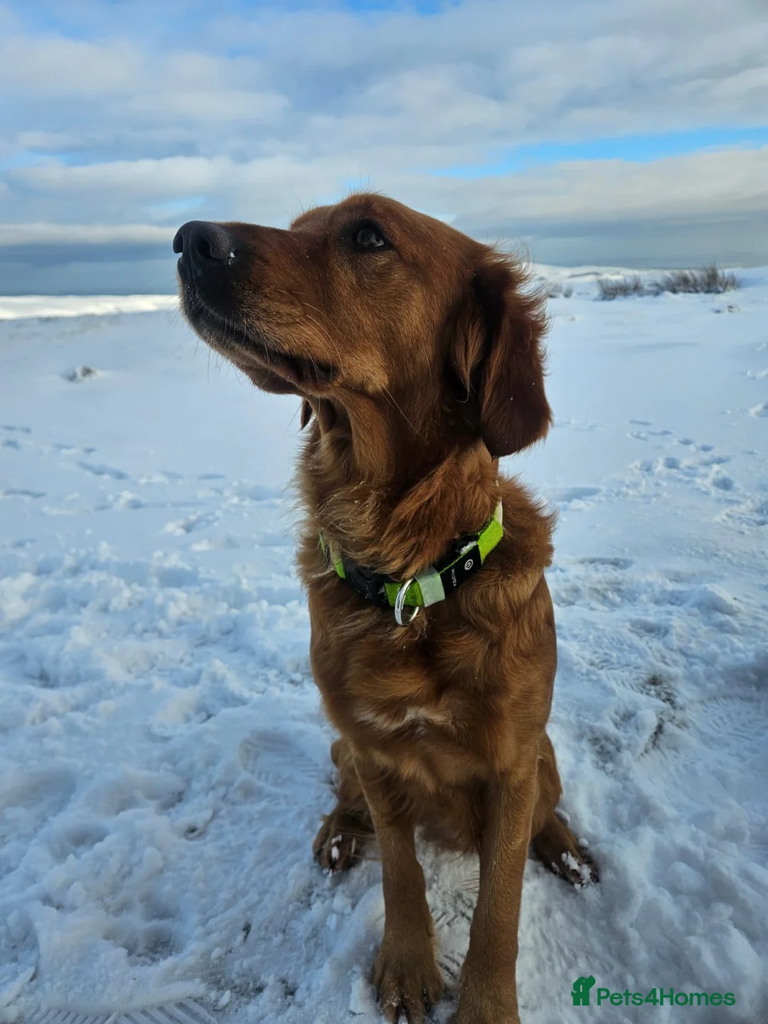 Golden Retriever dogs for sale: Golden Retriever Puppies 2 STILL AVAILABLE  - Advert 1