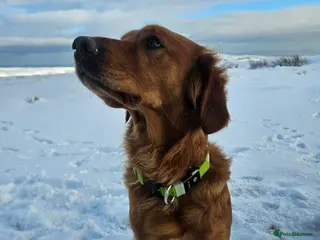 Golden Retriever dogs Golden Retriever Puppies 2 STILL AVAILABLE - Advert 1