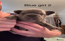 French Bulldog dogs for sale: 4 beautiful blue French bulldogs  - Image 13