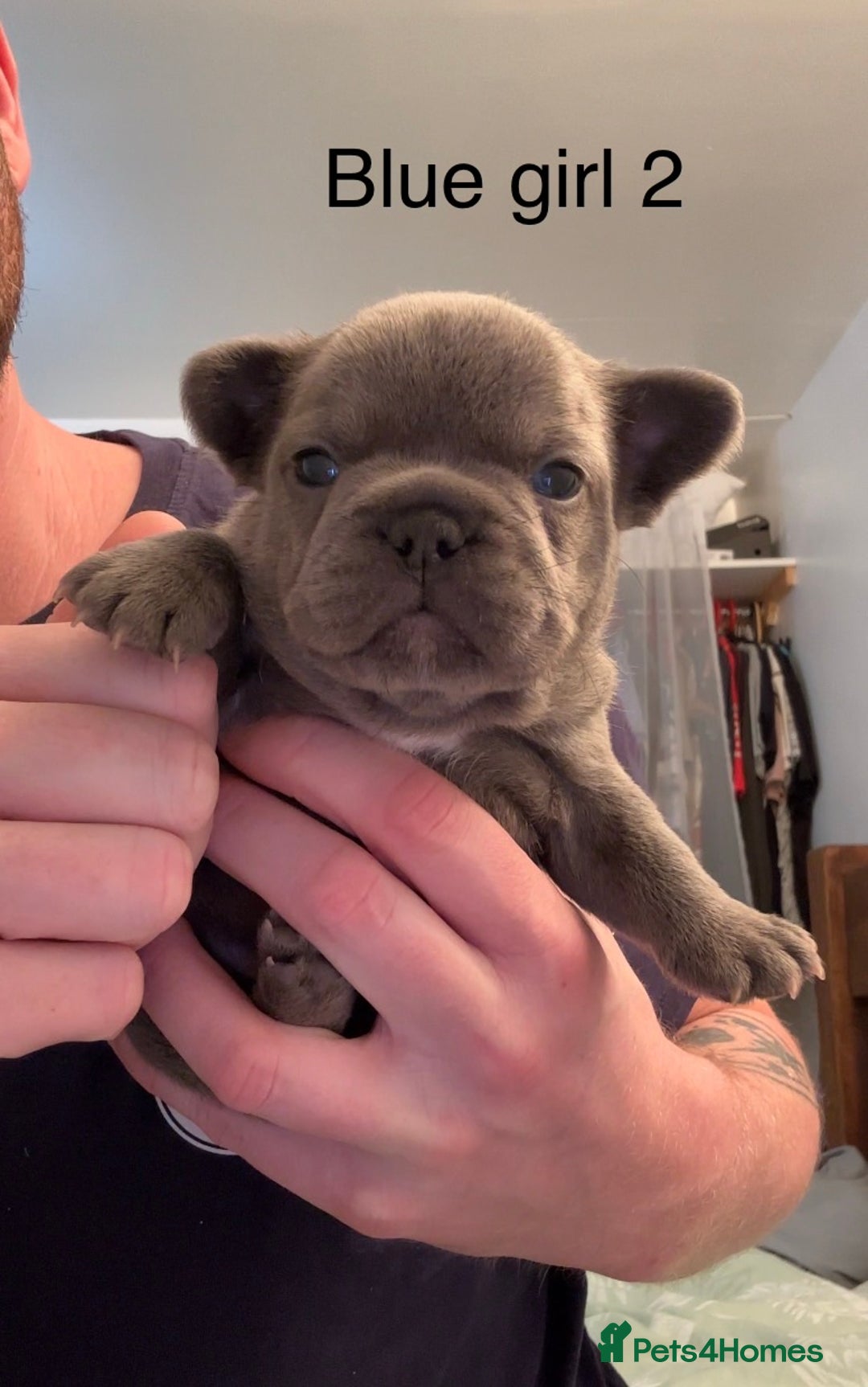 French Bulldog dogs for sale: 4 beautiful blue French bulldogs  - Image 13