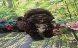 Shihpoo dogs for sale: F1 TOY SHIHPOO puppies, platinum choc champagne - Image 8