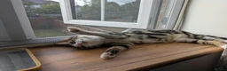 Mixed Breed cats for sale: 17 week old Goose is looking for his forever home - Advert 5