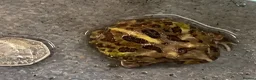 Frog reptiles for sale: Pac-Man Frogs cb26  - Advert 6