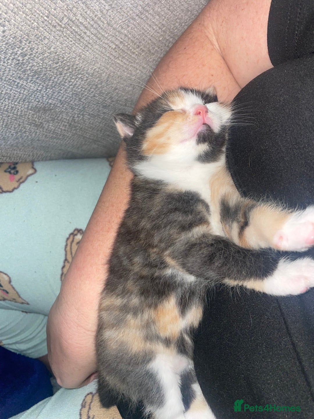 Mixed Breed cats for sale: 2 girl - Advert 8