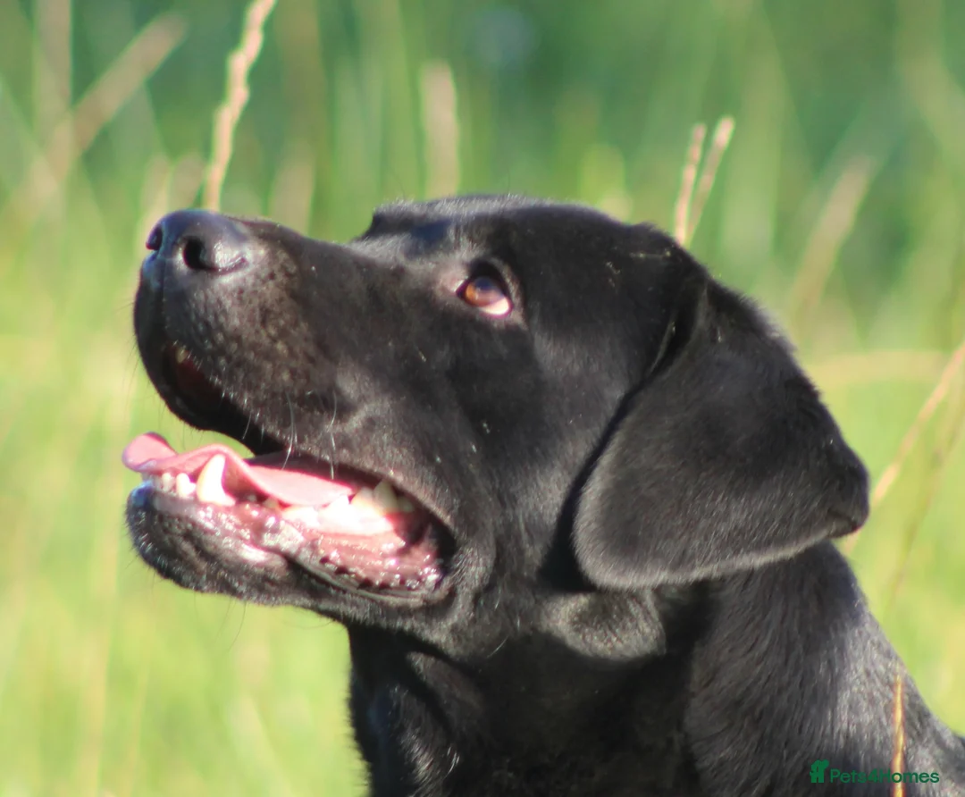 Labrador Retriever dogs for stud: 0/0 Hips and Elbows Black Labrador Stud in Totnes - Advert 2