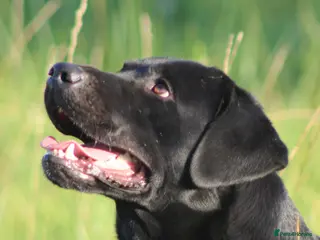 Labrador Retriever dogs 0/0 Hips and Elbows Black Labrador Stud in Totnes - Advert 10