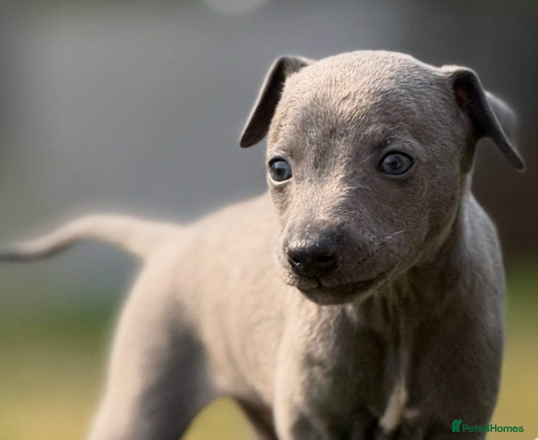 Whippet dogs for sale: Whippet puppies  - Image 13