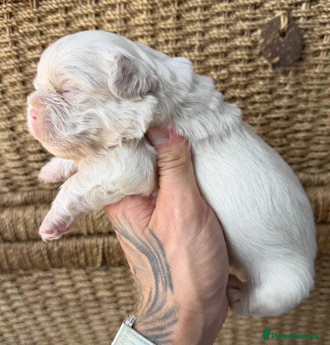 French Bulldog dogs for sale: 2 top quality FULL FLUFFY PINK French bulldogs  - Advert 1
