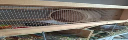 Gerbil rodents for sale: 4 Lovely 1yr Gerbil Sisters and Gerbilarium in Ottery Saint Mary - Advert 9