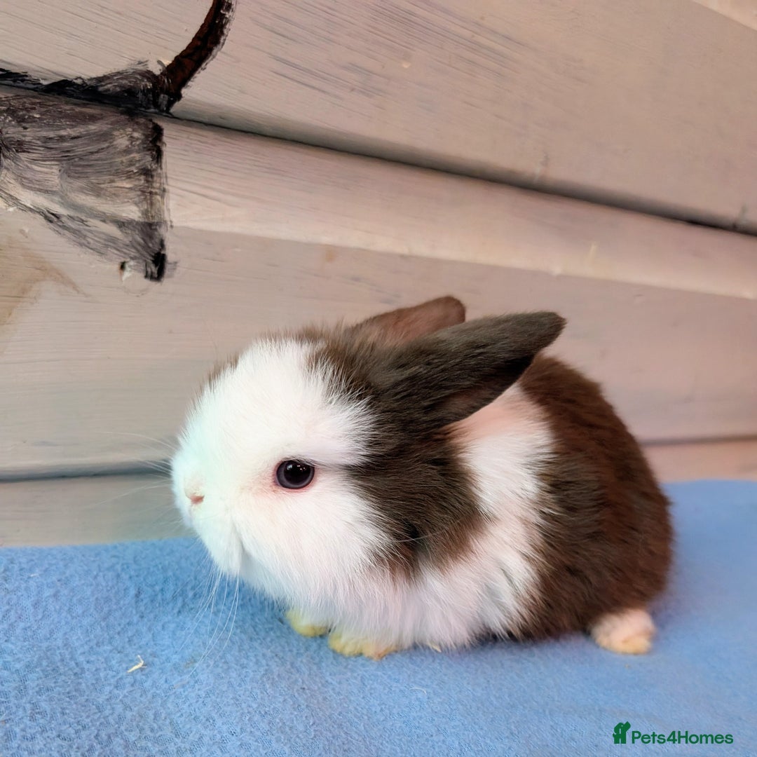 Mini Lop rabbits for sale: ❤️🐰Mini lop bunnies🐰❤️ - Image 2