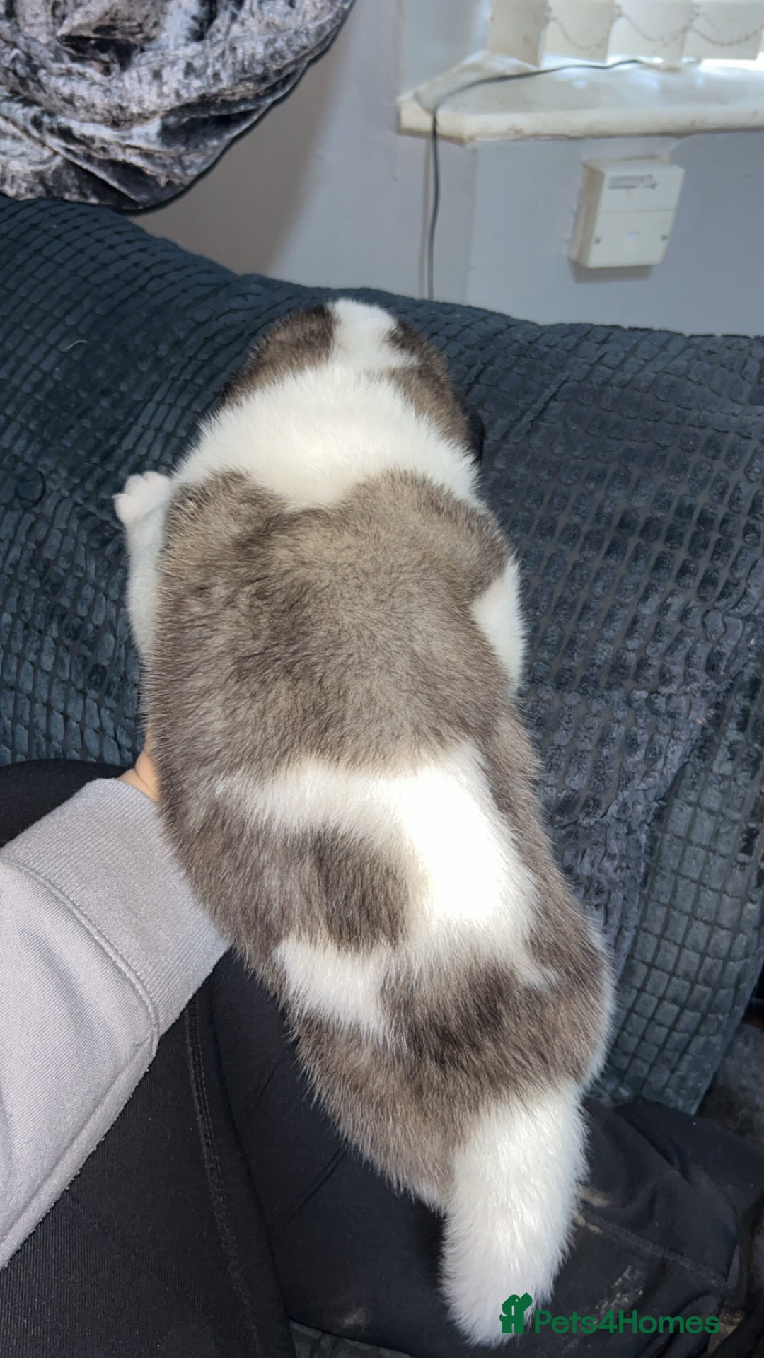 Akita dogs for sale: American Akita puppy’s  - Image 16