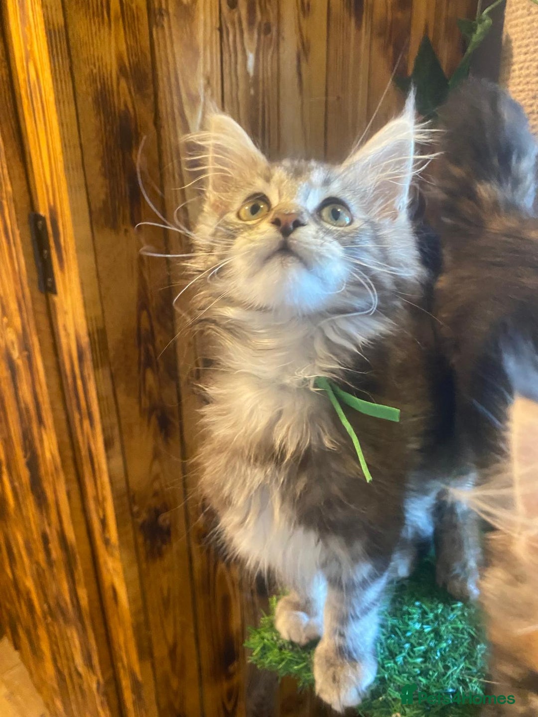 Maine Coon cats for sale: Gccf maine coon babies - Advert 19