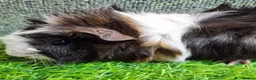 Guinea Pig rodents for sale: Pair baby brothers guinea pigs - Advert 9