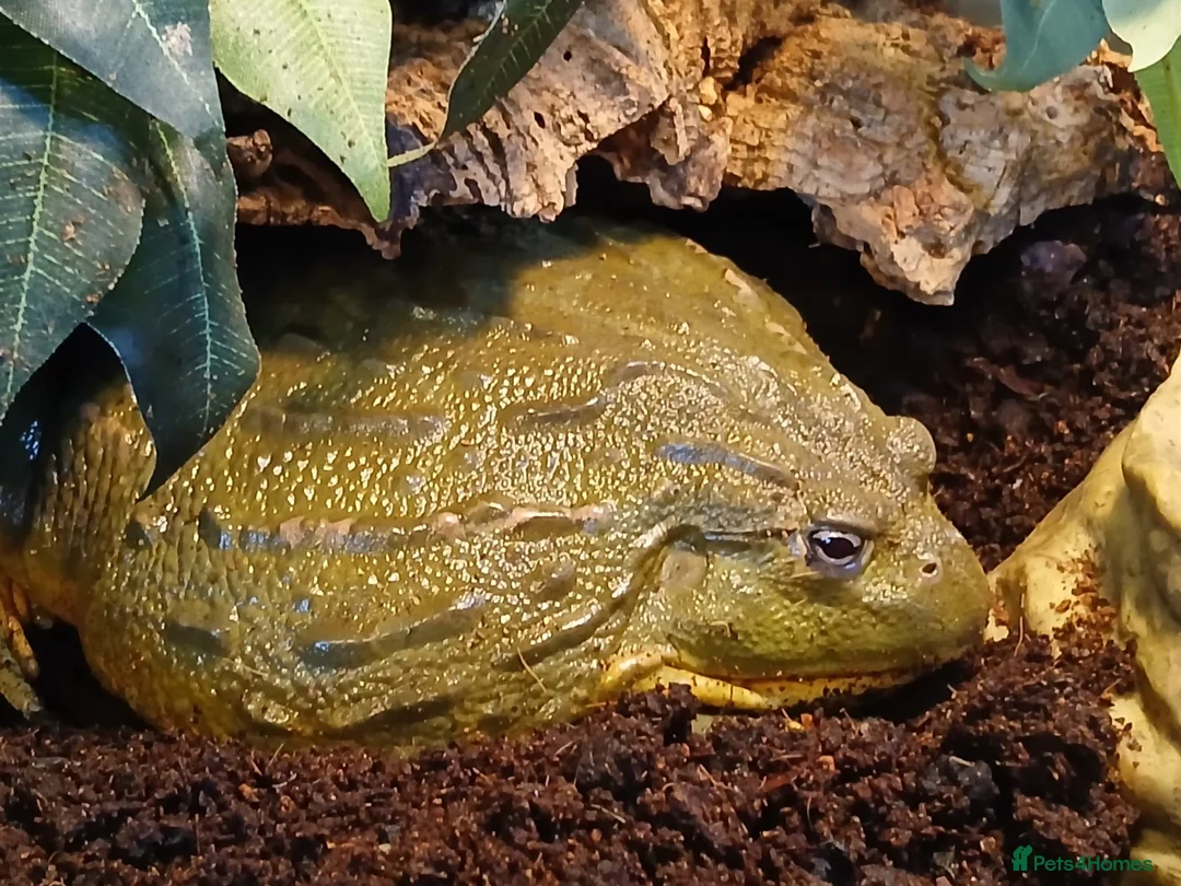 Frog reptiles for sale: 🐸 African Bullfrog + Complete Setup – £200 in Solihull - Advert 2