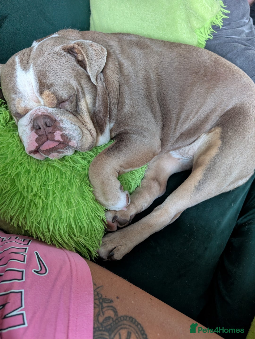 English Bulldog dogs for sale: English bulldog - Image 1