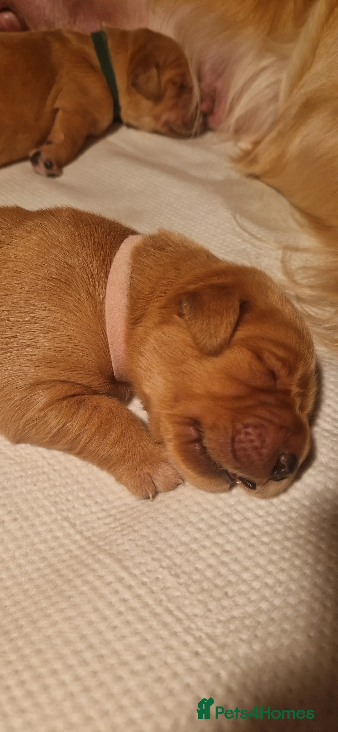 Golden Retriever dogs for sale: Golden Retriever puppies- 3 weeks old - Advert 29