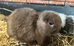 Mini Lop rabbits for sale: Super Friendly Mini Lop Babies - Image 19