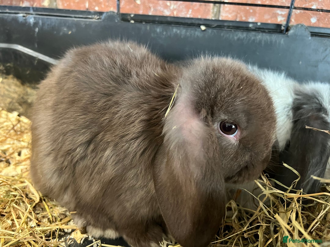 Mini Lop rabbits for sale: Super Friendly Mini Lop Babies - Image 19