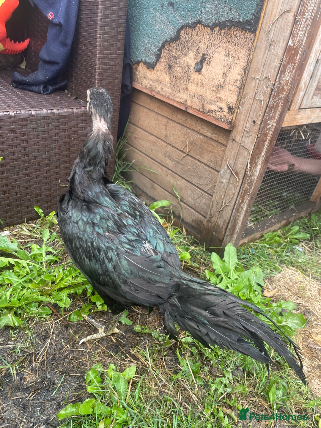 Chickens poultry for sale: Aseel chickens  - Image 3