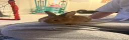 Mixed Breed rabbits for sale: Baby bunnies - Advert 10