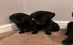 Labrador Retriever dogs for sale: Fabulous Labrador puppies  - Advert 6