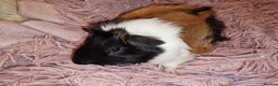 Guinea Pig rodents for sale: 5 beautiful gineapigs 4 boys 1 girl available now - Advert 12