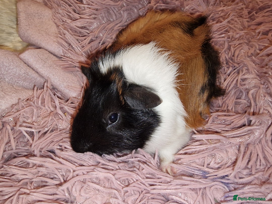 Guinea Pig rodents for sale: 5 beautiful gineapigs 4 boys 1 girl available now - Advert 12