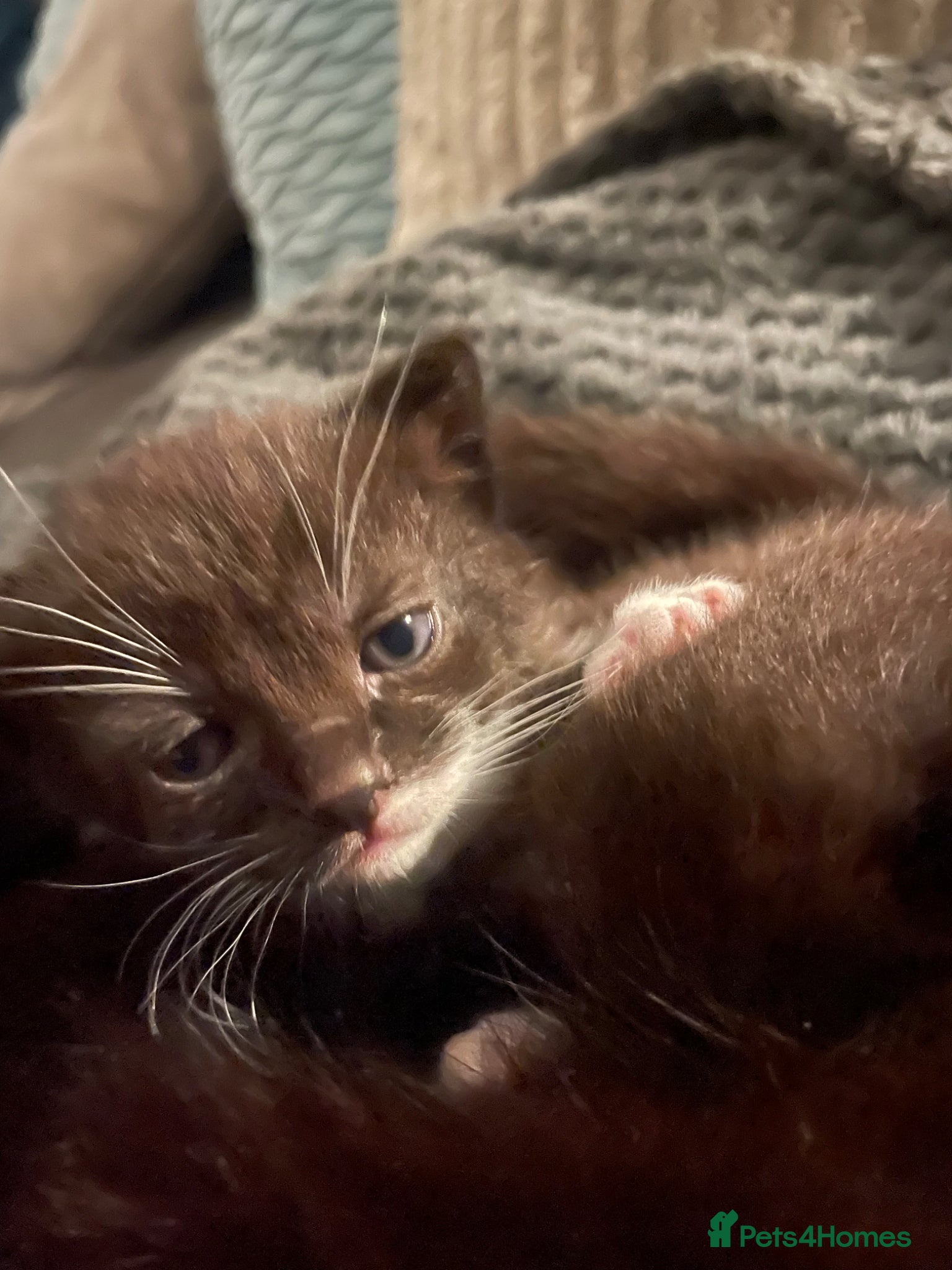 Mixed Breed cats for sale: Three beautiful girls  - Advert 5