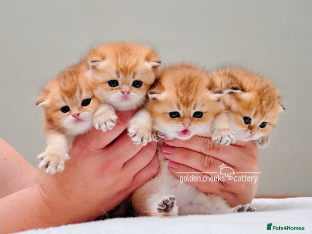 Scottish Fold cats Show Quality Scottish Kittens - Advert 1