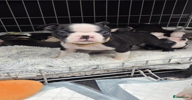 Boston Terrier dogs - Advert 12