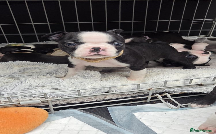 Boston Terrier dogs - Advert 1