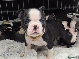 Boston Terrier dogs - Advert 4