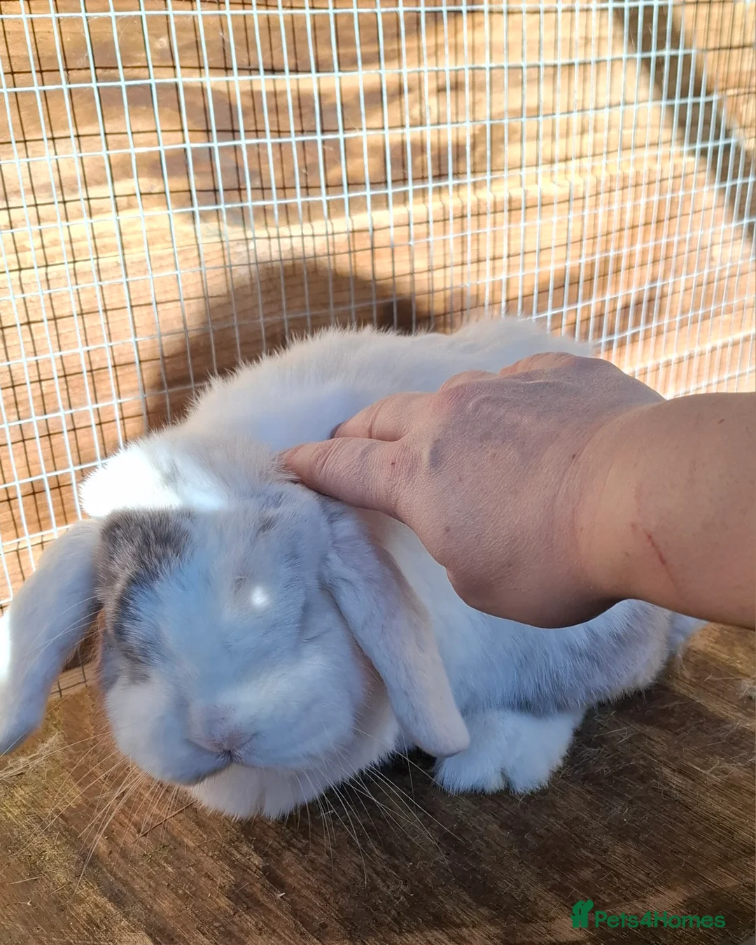 Mini Lop rabbits for sale: Lily looking for her forever home - Advert 2