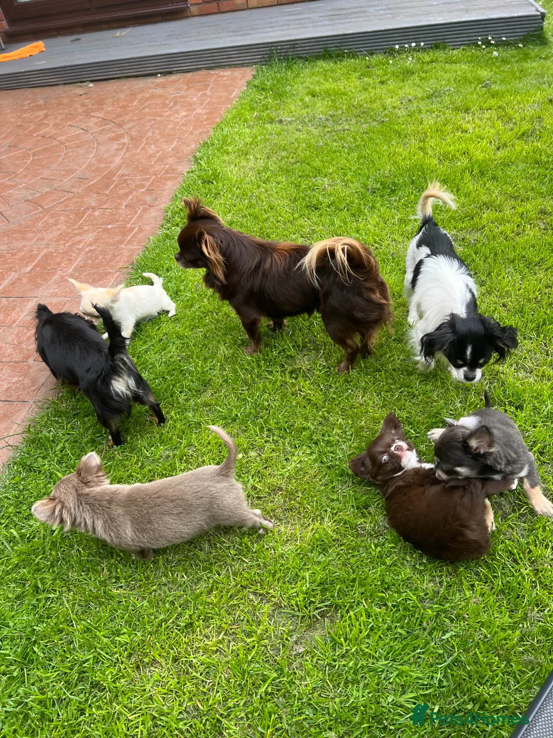 Chihuahua dogs for sale: Two Beautiful Longhaired Chihuahua Girls in Tredegar - Advert 40