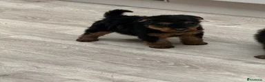 Welsh Terrier Puppy 2