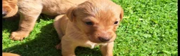 Labrador Retriever dogs for sale: Fox red labrador puppies  - Advert 13