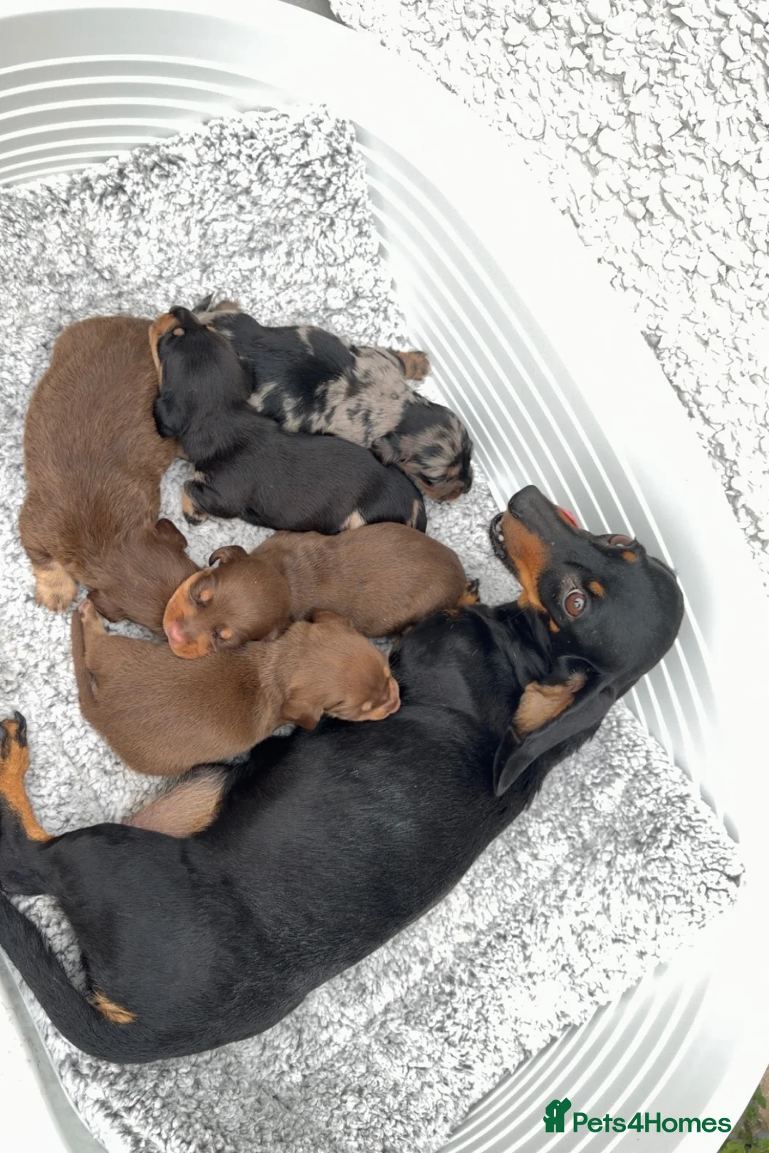 Dachshund dogs for sale: dachshund puppies - Advert 2