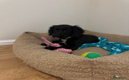 Cocker Spaniel dogs for sale: *3 left* black & white kc working cocker spaniels  - Image 13