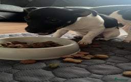 Jack Russell dogs for sale: female jack russell pup - Image 4