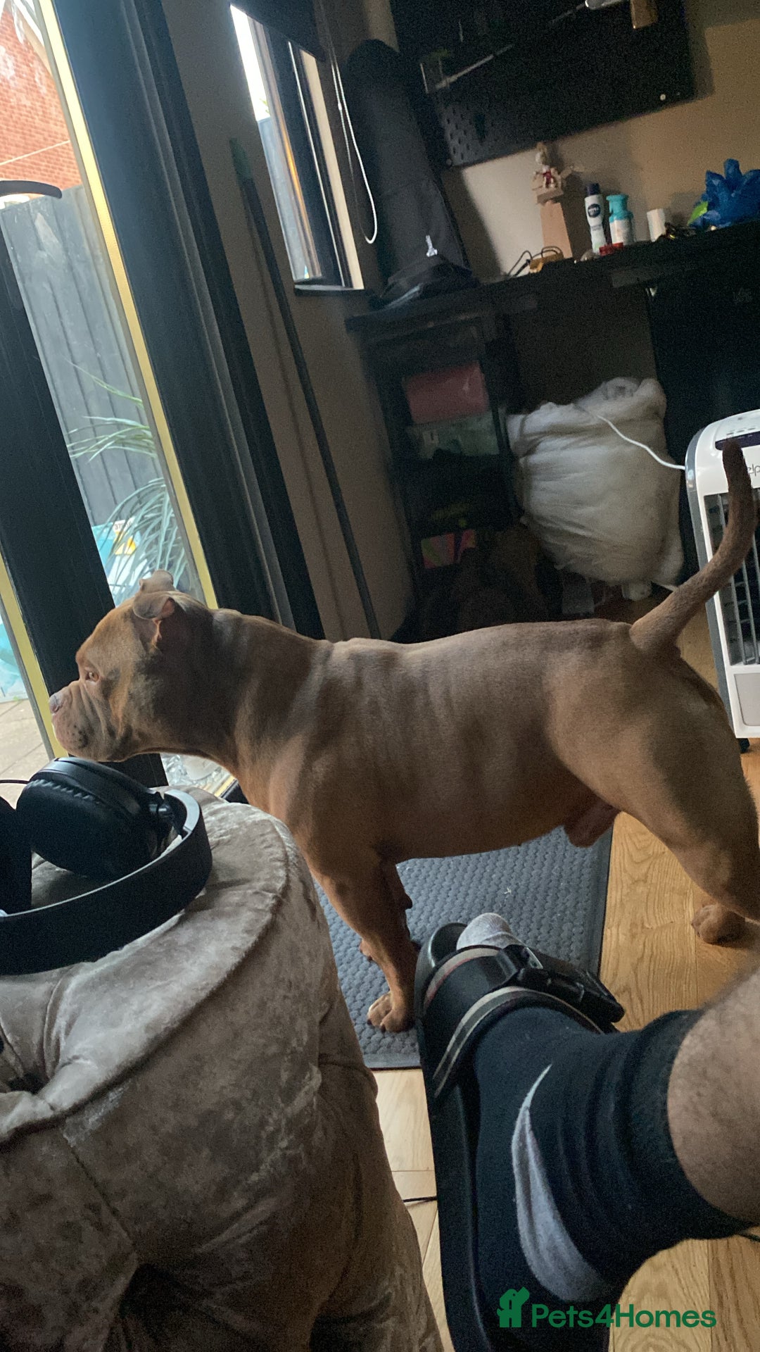 American Bully dogs for stud: Pocket bully for stud  - Advert 4